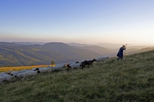 Landscape © Achim Mende/Schwarzwald Tourismus